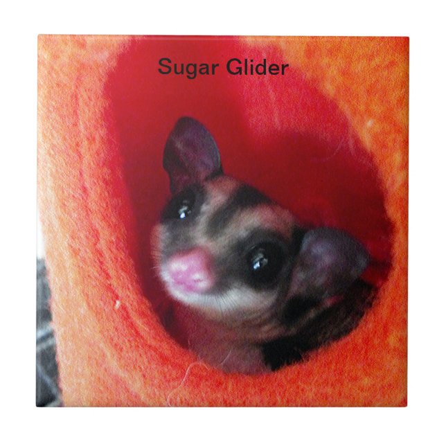 Sugar Glider in Orange Hanging Bed Tile (Front)