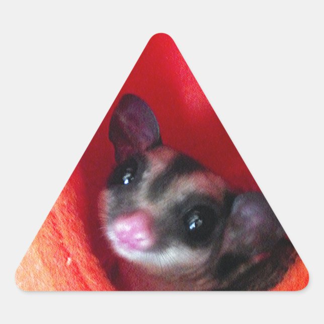 Sugar Glider in Orange Hanging Bed Triangle Sticker (Front)