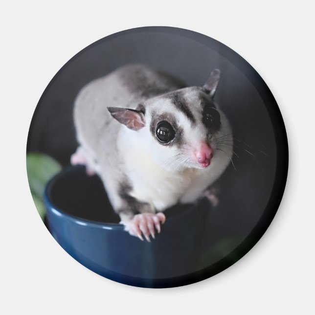 Sugar Glider Magnet (Front)