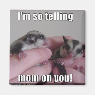 sugar glider magnet