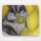 sugar glider mouse