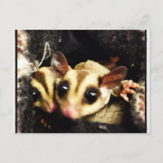 sugar glider photo design postcard