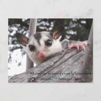 sugar glider post card