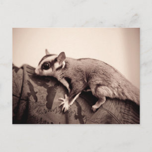 Sugar Glider postcard