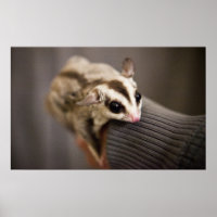 Sugar Glider poster