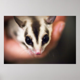 Sugar Glider poster