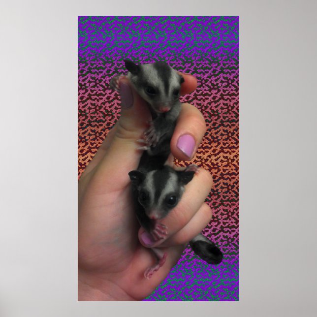 Sugar Glider Poster (Front)