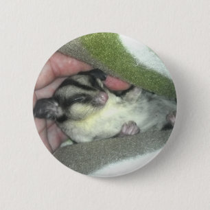 Sugar Glider Sleeping in Blanket 2 Inch Round Button
