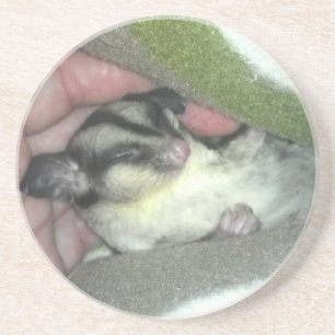 Sugar Glider Sleeping in Blanket Coaster