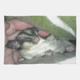 Sugar Glider Sleeping in Blanket Kitchen Towel