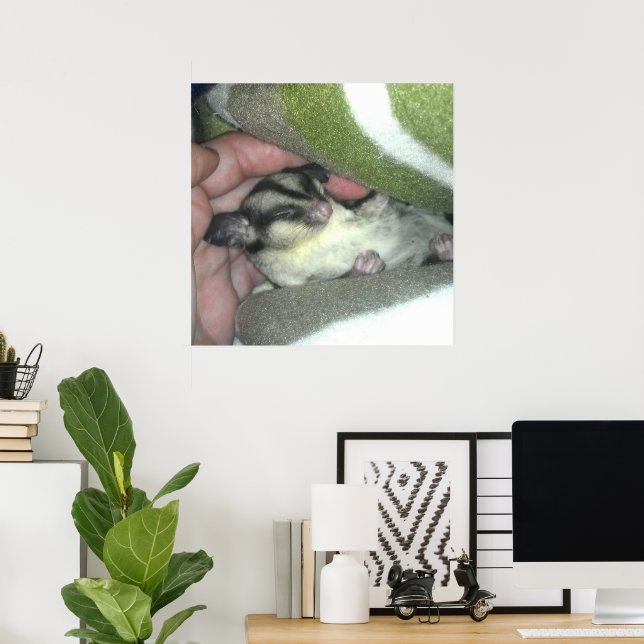 Sugar Glider Sleeping in Blanket Poster (Home Office)
