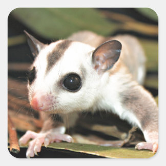 Sugar Glider Square Sticker