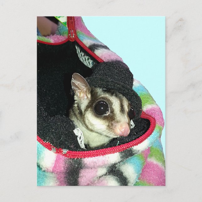 Sugar Glider Wearing a Hat Postcard (Front)