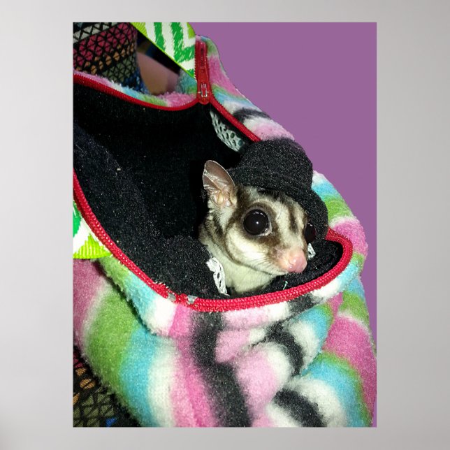 Sugar Glider Wearing a Hat Poster (Front)