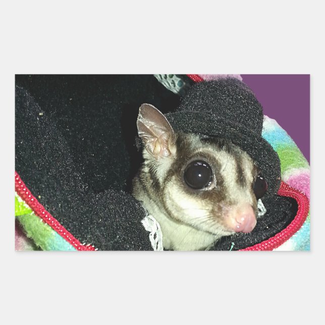 Sugar Glider Wearing a Hat Sticker (Front)