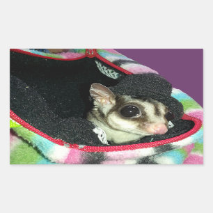 Sugar Glider Wearing a Hat Sticker