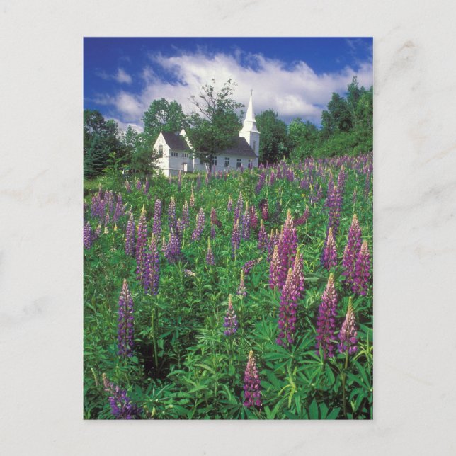 Sugar Hill New Hampshire Lupines and Church Postcard (Front)