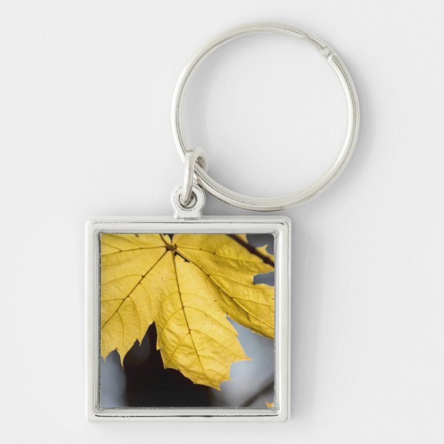 Sugar maple, fall keychain (Front)
