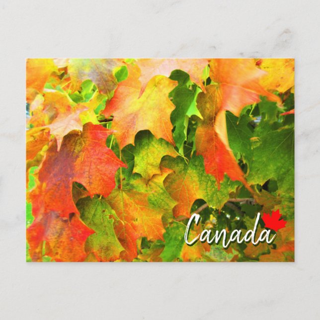 Sugar Maple Leaves Changing Colour in Autumn Canad Postcard (Front)