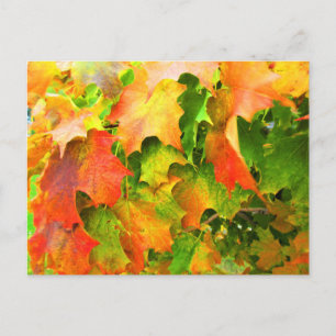 Sugar Maple Leaves Changing Colour in Autumn Postcard