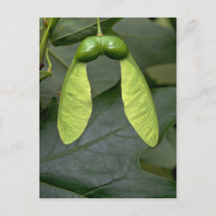 Sugar maple tree fruit (acer saccharum) postcard