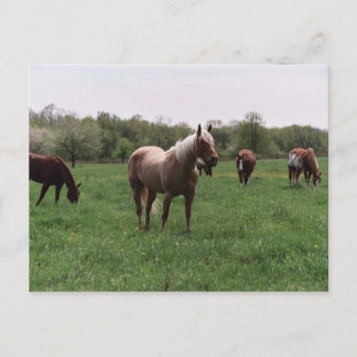 Sugar, Sky, Lady, & Harley Postcard