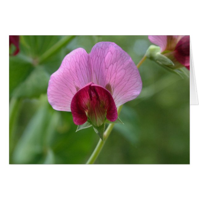 Sugar Snap Pea Flower Card (Front Horizontal)