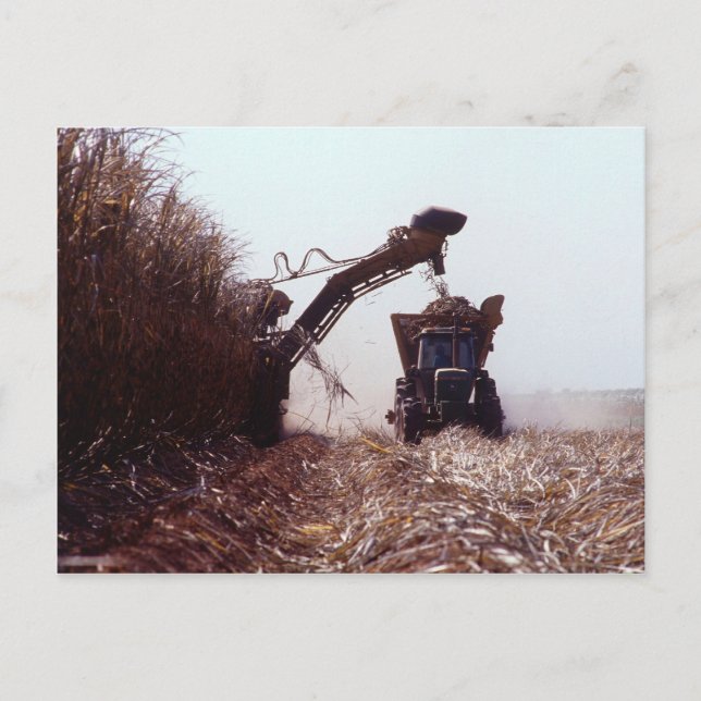 Sugarcane harvest postcard (Front)
