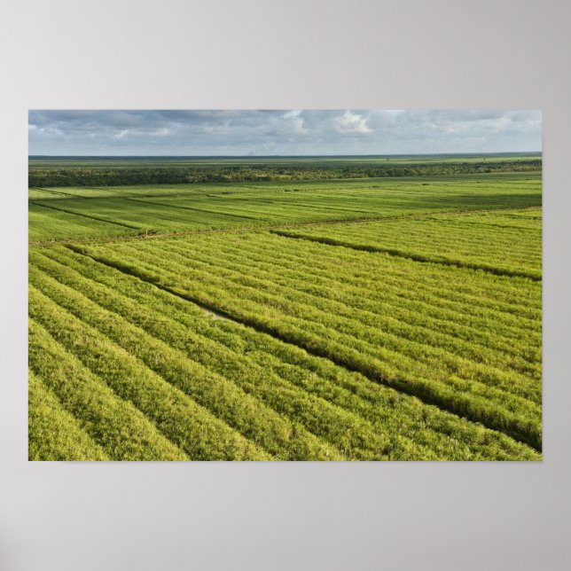 Sugarcane Plantations, Guyana Poster (Front)