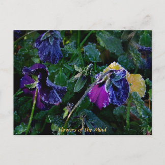 Sugared Pansy, Flowers of the Mind Postcard