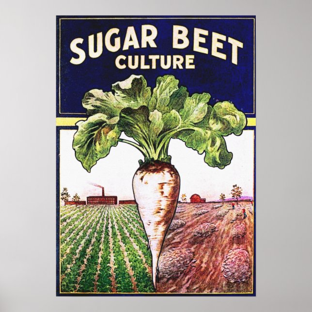 Suger Beet Culture Vintage Poster (Front)