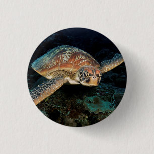Sulawesi   Green Sea Turtle 1 Inch Round Button