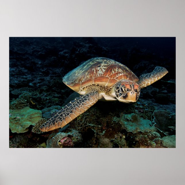 Sulawesi | Green Sea Turtle Poster (Front)