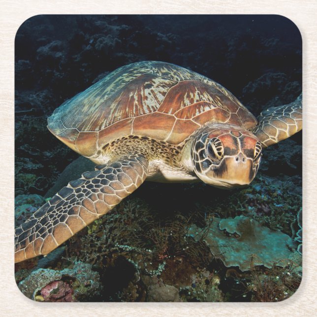 Sulawesi | Green Sea Turtle Square Paper Coaster (Front)