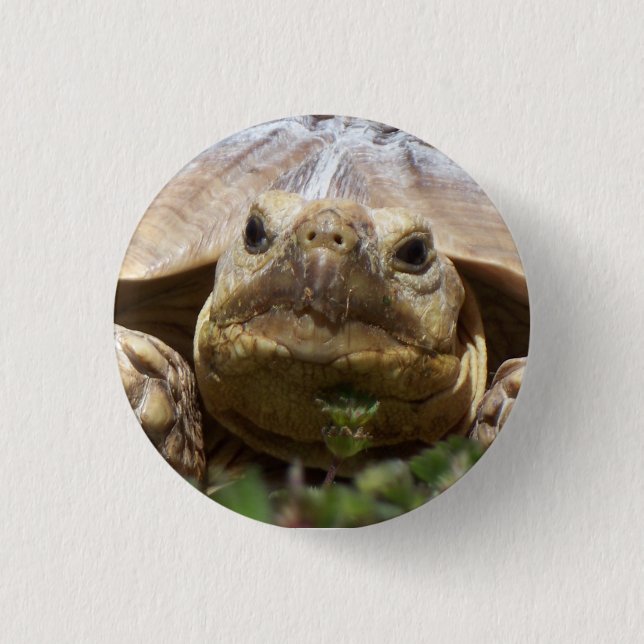Sulcata Tortoise 1 Inch Round Button (Front)