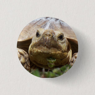 Sulcata Tortoise 1 Inch Round Button
