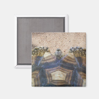 Sulcata Tortoise and Sand Magnet