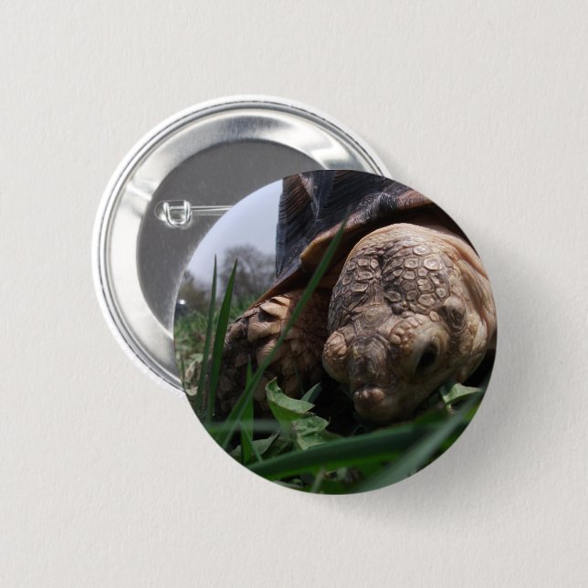 Sulcata Tortoise Close-up Grazing in Grass 2 Inch Round Button (Front & Back)