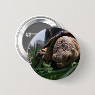 Sulcata Tortoise Close-up Grazing in Grass 2 Inch Round Button