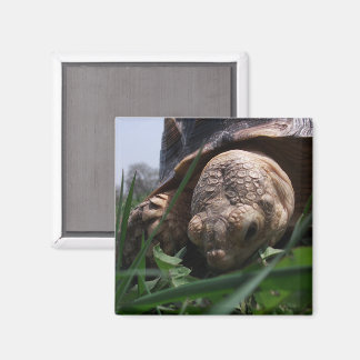 Sulcata Tortoise Close-up Grazing in Grass Magnet