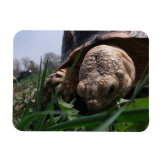Sulcata Tortoise Close-up Grazing in Grass Magnet