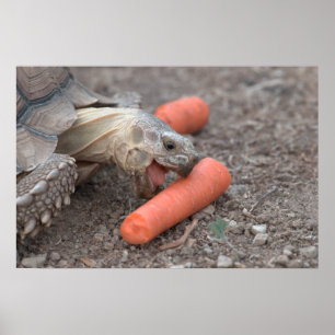 Sulcata tortoise eating carrot poster
