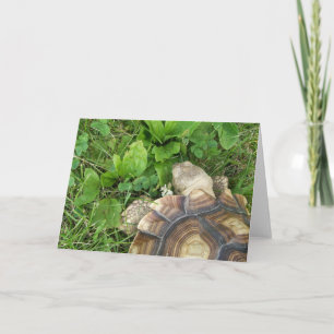 Sulcata Tortoise Eating Clover, Plantain, in Grass Card