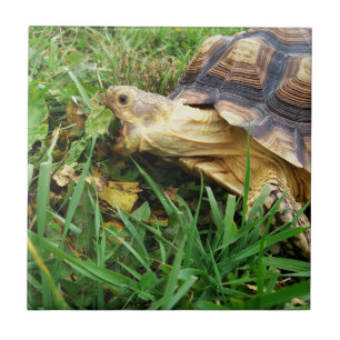 Sulcata Tortoise Grazing, Mouth Open, in Grass Tile