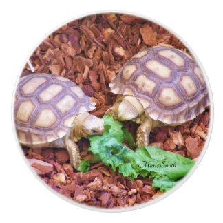 Sulcata Tortoise Hatchlings Ceramic Knob