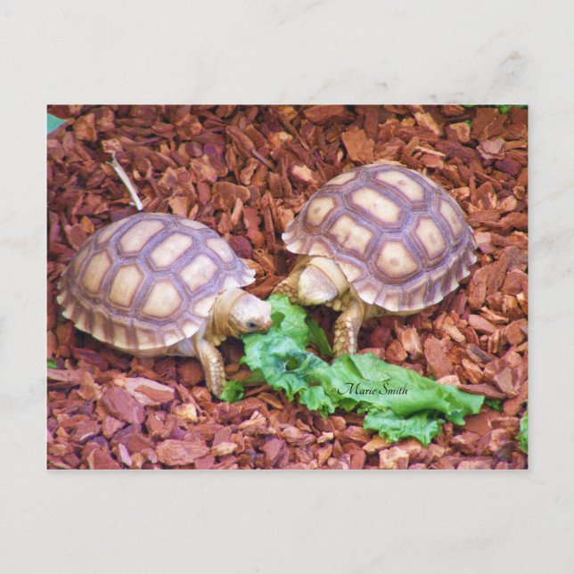 Sulcata Tortoise Hatchlings Postcard (Front)