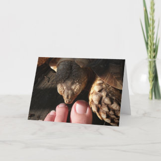 Sulcata Tortoise Inspecting People Toes Card