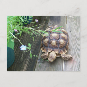 Sulcata Tortoise Lounging on Balcony Eating Flower Postcard