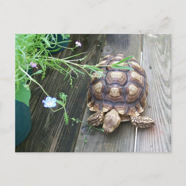 Sulcata Tortoise Lounging on Balcony Eating Flower Postcard (Front)