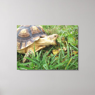 Sulcata Tortoise, Mouth Open, Grazing in Grass Canvas Print